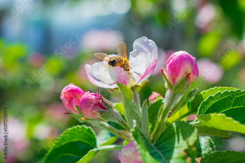Honey bee on apple blossom in spring, close-up