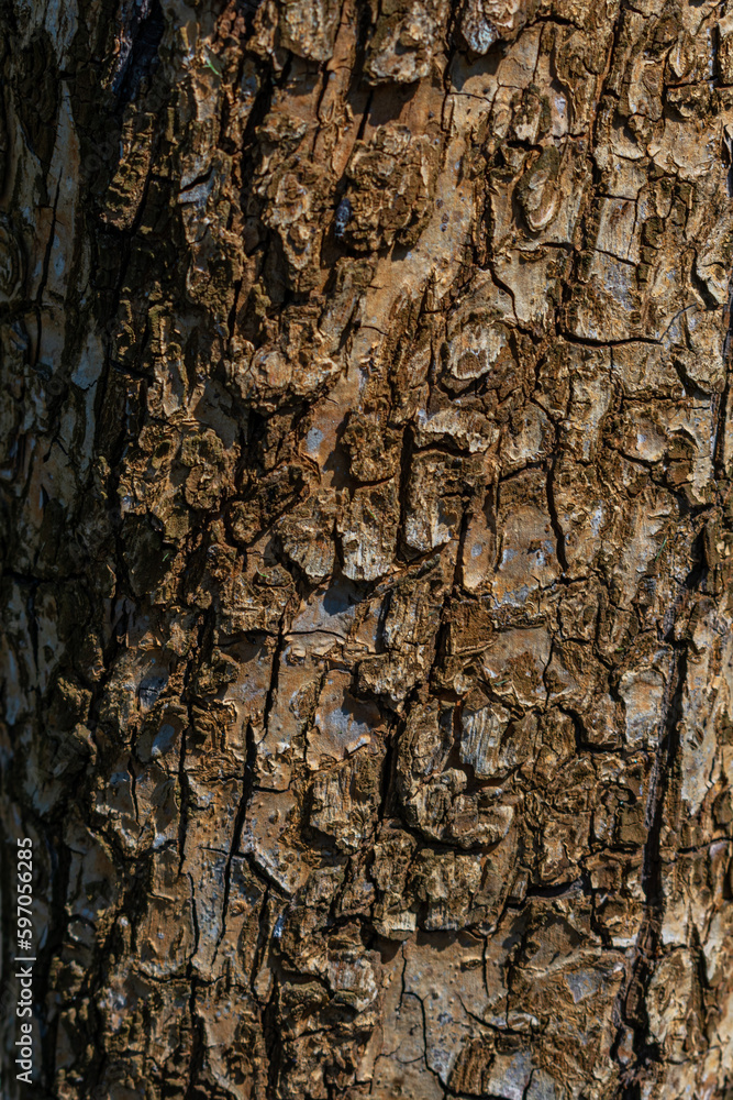 Bark of tree texture background. Tree bark texture background. Tree bark texture
