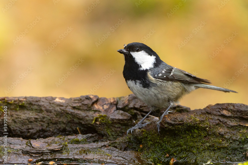 Sosnówka, sikora sosnówka (Periparus ater) Sosnówka, sikora sosnówka (Periparus ater)