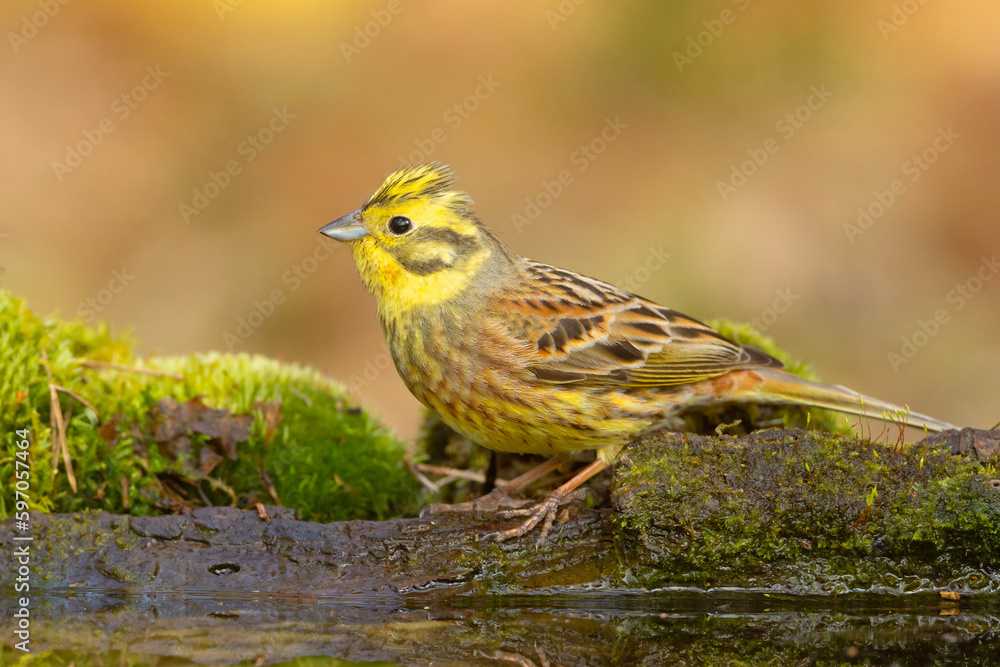 Trznadel zwyczajny, trznadel, trznadel żółtobrzuch (Emberiza citrinella) Trznadel zwyczajny, trznadel, trznadel żółtobrzuch (Emberiza citrinella)