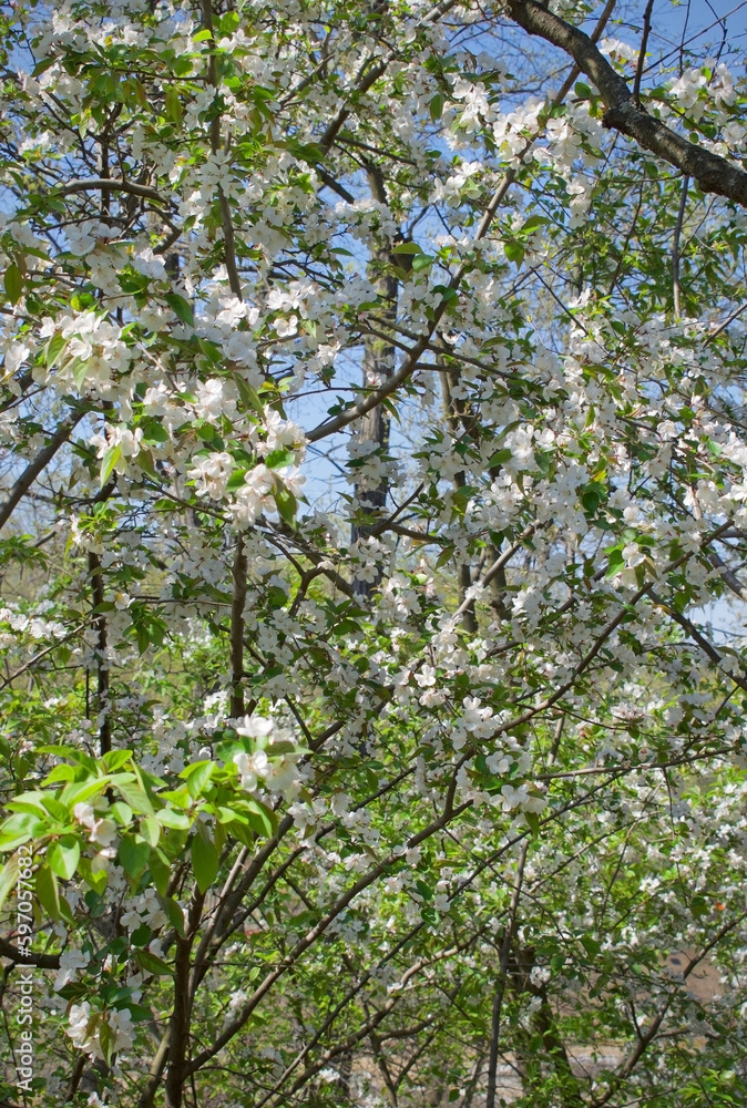wild apple trees with white flowers and blue sky vertical