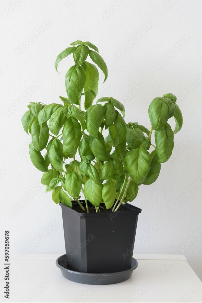 Basil plants (Ocimum basilicum) grown indoor in a black pot. Herb isolated on a white background. Portrait orientation. - obrazy, fototapety, plakaty 