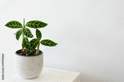 Calathea zebrina, the zebra plant, isolated on a white background. The leaves are striped with two shades of green. The house plant is in a gray pot. Landscape orientation. Negative space for text.