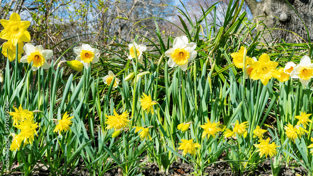 Mixborder of daffodils in good spring weather with copy space. Beautiful yellow double flowers daffodils grow near the road. Spring in European park with landscaping. Mixborder of daffodils in good spring weather with copy space. Beautiful yellow double flowers daffodils grow near the road. Spring in European park with landscaping.