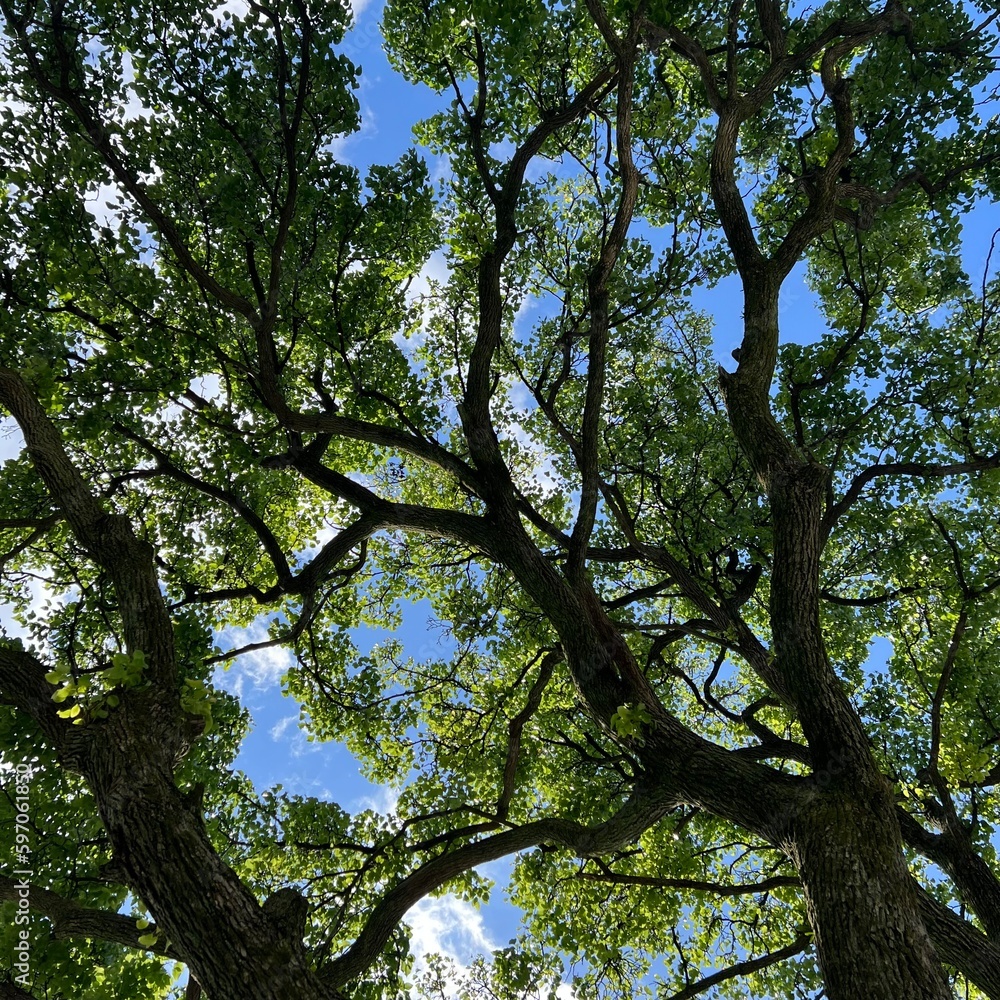 Fototapeta premium trees in the sky