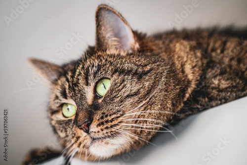 Fototapeta Naklejka Na Ścianę i Meble -  Kot na szafie