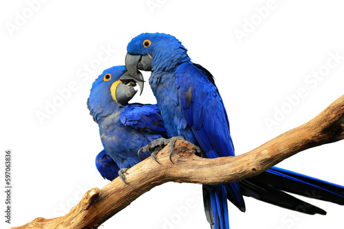 Macaws isolated on transparent background. Pair of blue hyacinth macaw, Anodorhynchus hyacinthinus, perched on branch touching beaks. Largest macaw and flying parrot. Wildlife. Habitat Amazon Basin.