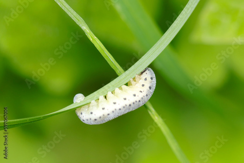 Black hed and spotted grey larva of Cimbicidae Sawfly, hanging under thin leaf (Sunny outdoor field, close up macro photography) photo