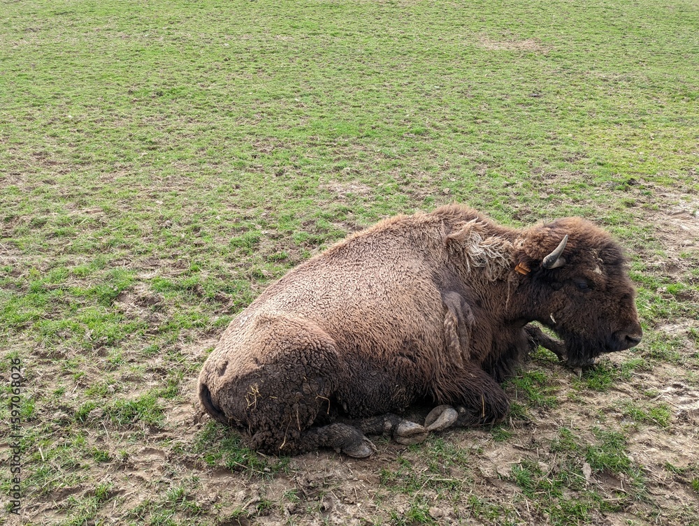 Fototapeta premium animaux