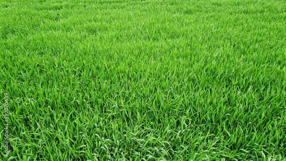 green wheat field in the spring, drone photography green wheat field in the spring, drone photography