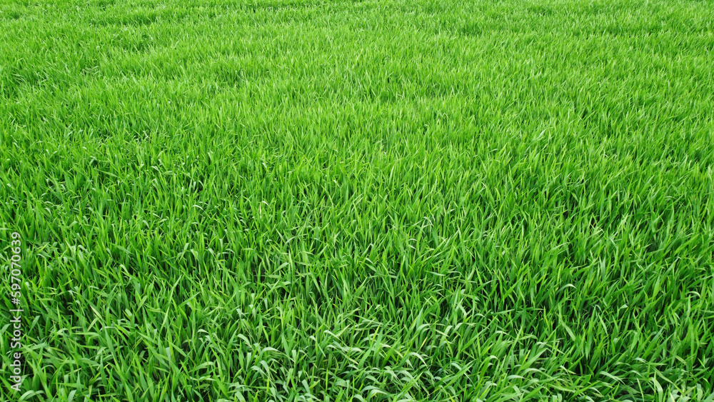 green wheat field in the spring, drone photography