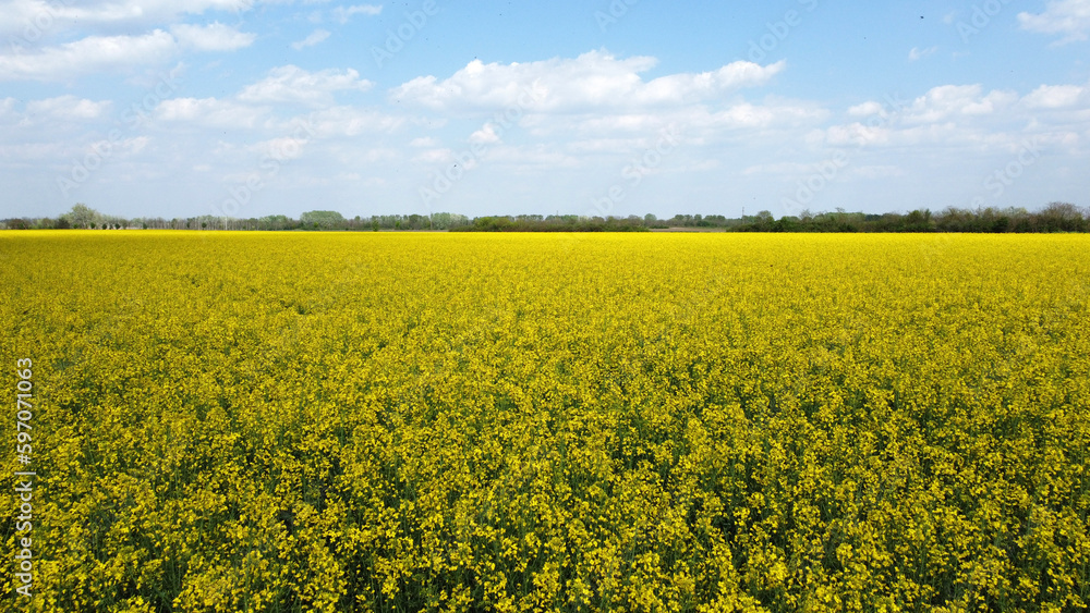 Obraz premium blooming canola rapeseed field in Vojvodina, drone photography