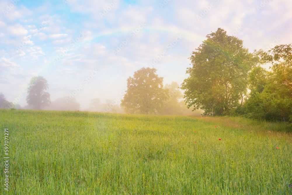 deciduous trees on the grassy field. rural landscape at dawn. foggy scenery in summer with rainbow