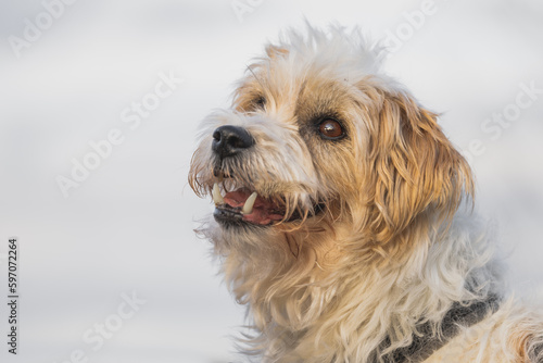 jack russell terrier