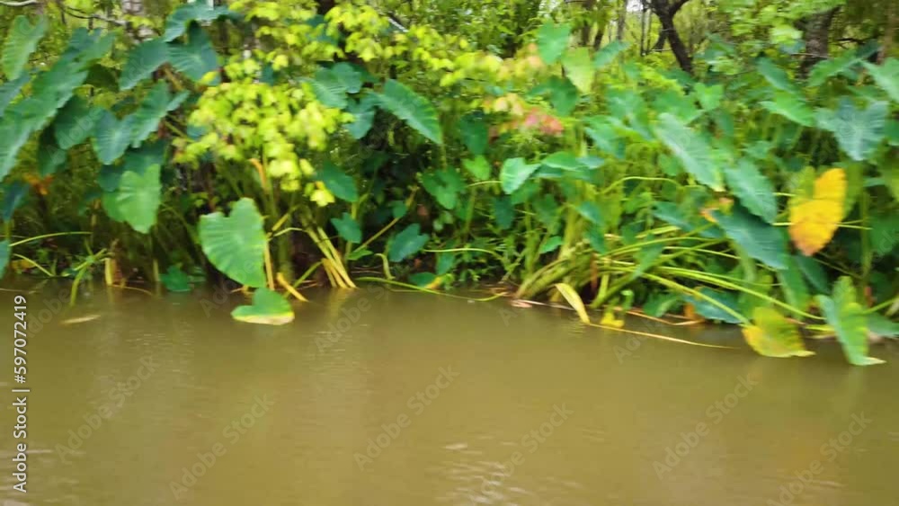Video of the shoreline of the Old Pearl River in Slidell Louisiana. Elephant Ear leaves and other swamp plants are visible. Video of the shoreline of the Old Pearl River in Slidell Louisiana. Elephant Ear leaves and other swamp plants are visible.