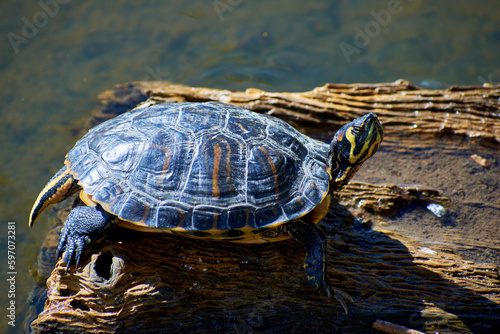 water turtle on the lake