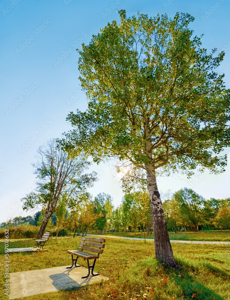 Bench, tree and a park in summer or spring during the day for sustainability on a clear blue sky. Earth, nature and landscape with a beautiful view of green grass on an open field in the countryside
