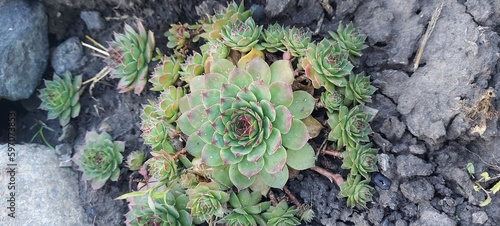 Obraz na plátně Stone rose, succulents. Succulents in the garden.