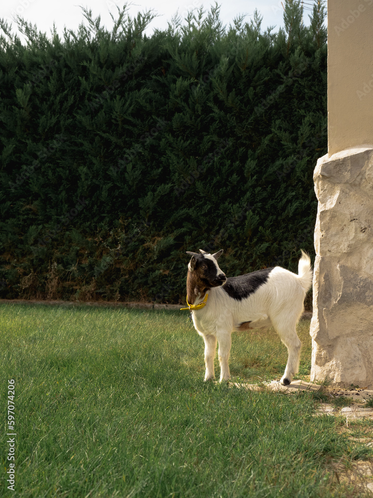 close-up of goat in field. green hedge in background. stone wall. close-up of goat in field. green hedge in background. stone wall.