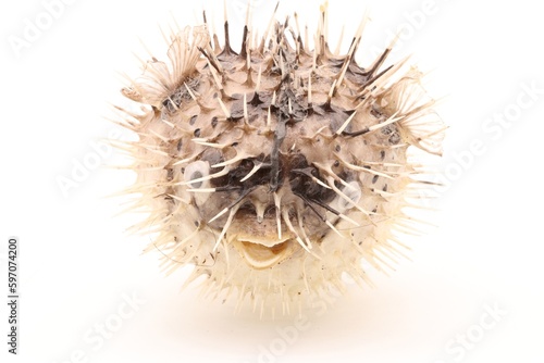 Front view closeup of porcupine fish on white background
