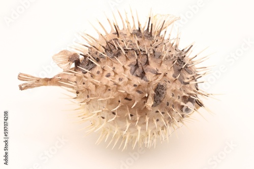 Close up side view of porcupine fish on white background