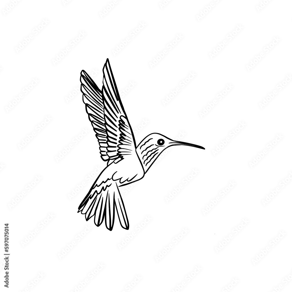 Fototapeta premium Vector sketch hand drawn hummingbird silhouette, line art