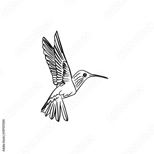 Vector sketch hand drawn hummingbird silhouette, line art