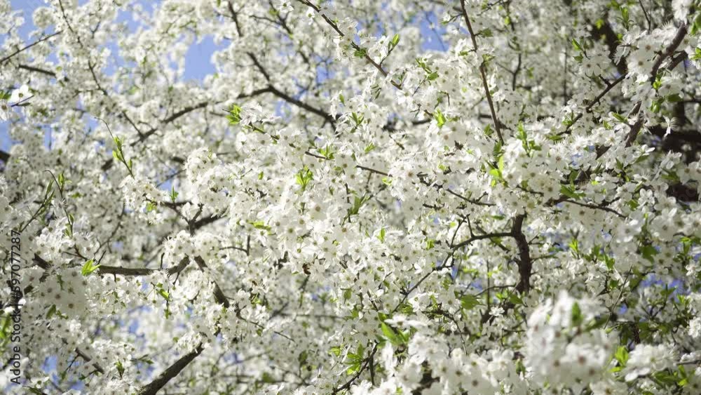 Beautiful Blooming Trees Against the Blue Sky. Beautiful Blooming Trees Against the Blue Sky.