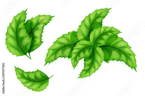 Set Mint, peppermint leaves, mentol herb in cartoon style isolated on white background.
