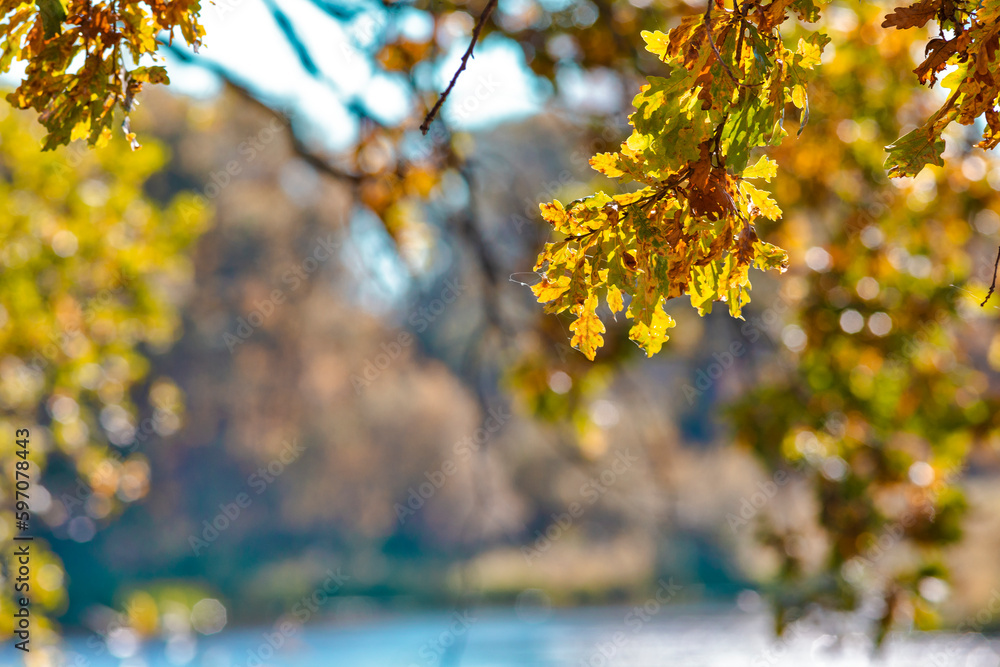 Old oak Leaves With Sunshine Light Flares with Blue River Flow Against Autumn Scenery With Blue Skies on Field of Polesye Natural Resort in Belarus. Old oak Leaves With Sunshine Light Flares with Blue River Flow Against Autumn Scenery With Blue Skies on Field of Polesye Natural Resort in Belarus.