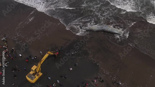 Dead sperm whale in state of putrefaction on the beach, Bali, Indonesia