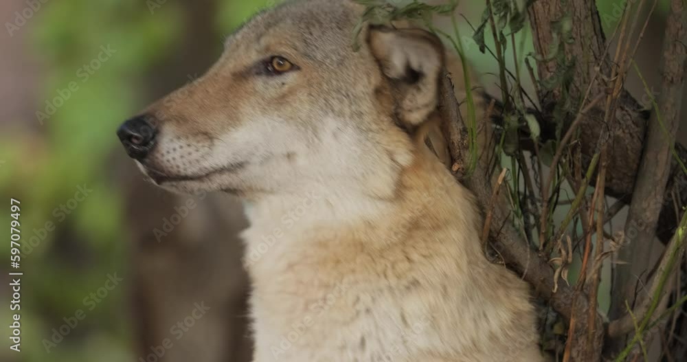 Vid o Stock Wolf Canis Lupus Also Known As The Gray Wolf Is The vid-o-stock-wolf-canis-lupus-also-known-as-the-gray-wolf-is-the
