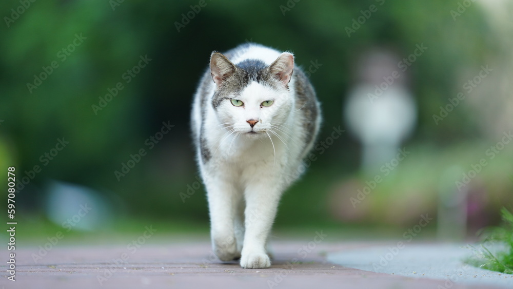 One adorable wild cat sitting in the garden for resting One adorable wild cat sitting in the garden for resting