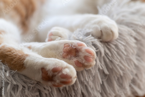 眠る猫の足の裏