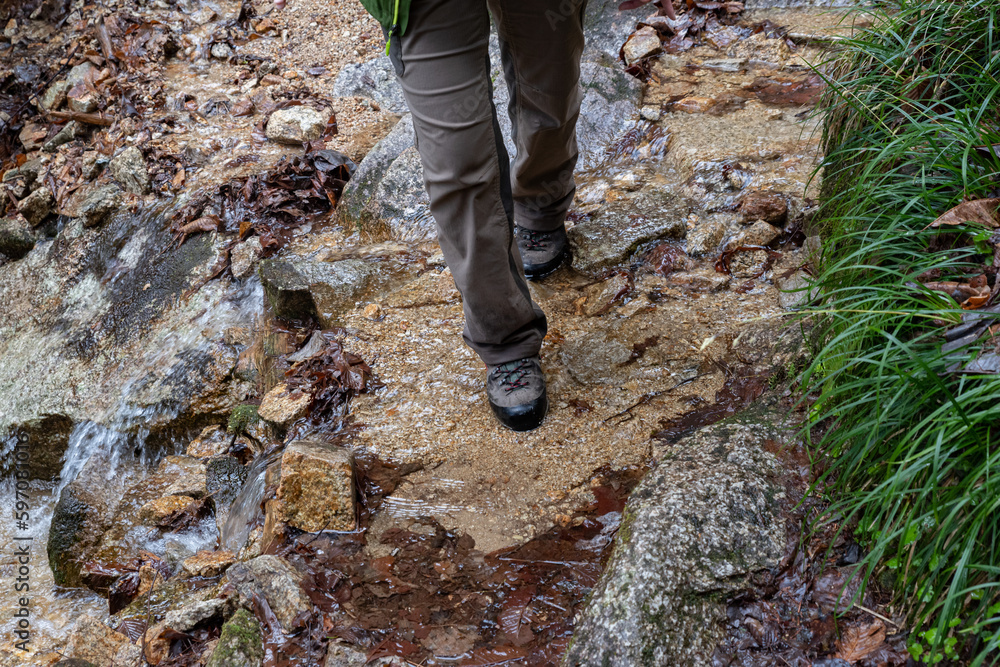 Fototapeta premium 湧き水が流れる登山道を歩