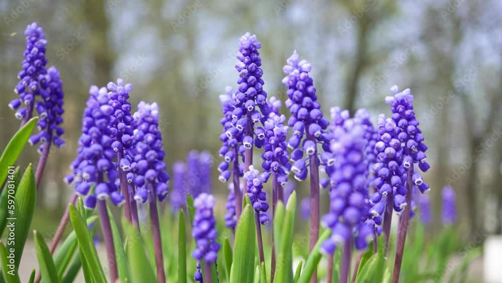 Hyacinth Spring Flower Bloomed in the Botanical Garden. Hyacinth Spring Flower Bloomed in the Botanical Garden.