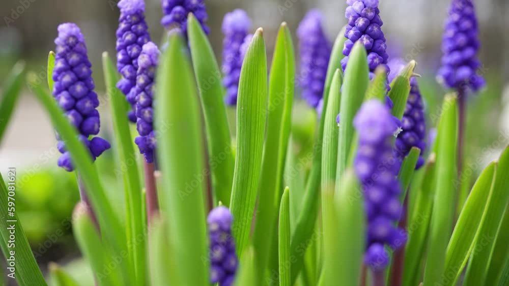 Hyacinth Spring Flower Bloomed in the Botanical Garden. Hyacinth Spring Flower Bloomed in the Botanical Garden.