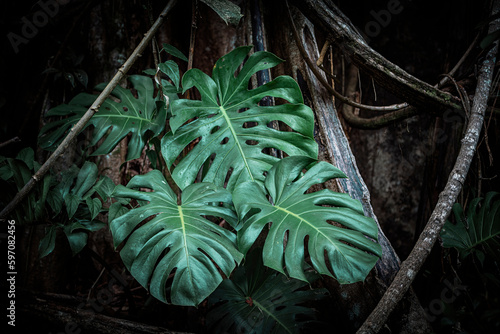 big Monstera deliciosa leaves on the side of a tree in the jungle of Costa Rica