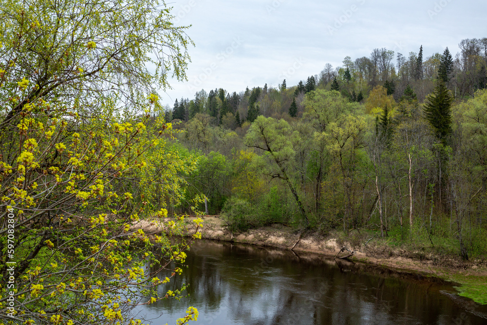 Obraz premium River Gauja in spring with first fresh leaves in Sigulda in Latvia