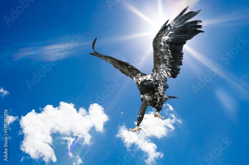 Adult wild Falcon in blue sky