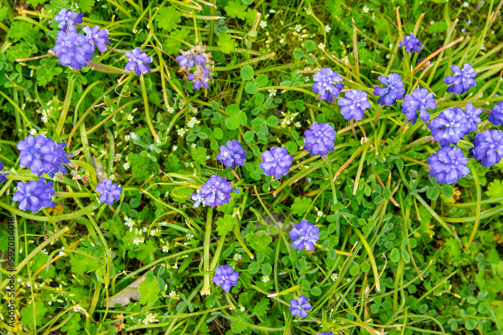 Green spring garden with much purple flowers and green grass. Lavender. Green spring garden with much purple flowers and green grass. Lavender.