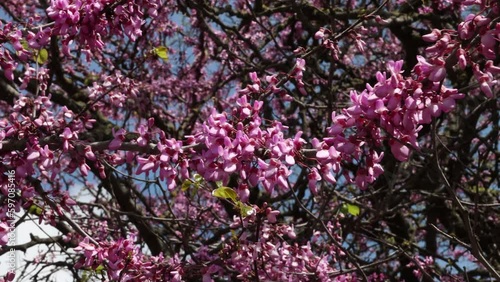 Tree blooming in spring with pink flowers, used as background.  4K Resolution