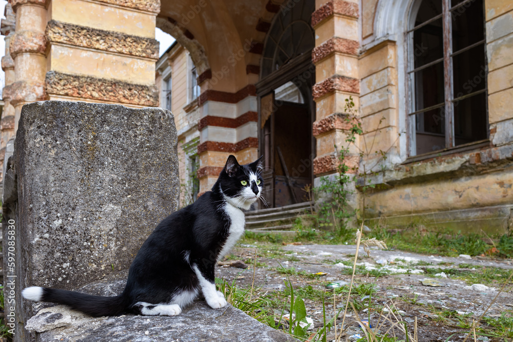A black and white cat sits on a stone ledge in front of an old building.