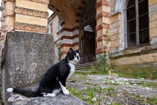 A black and white cat sits on a stone ledge in front of an old building.