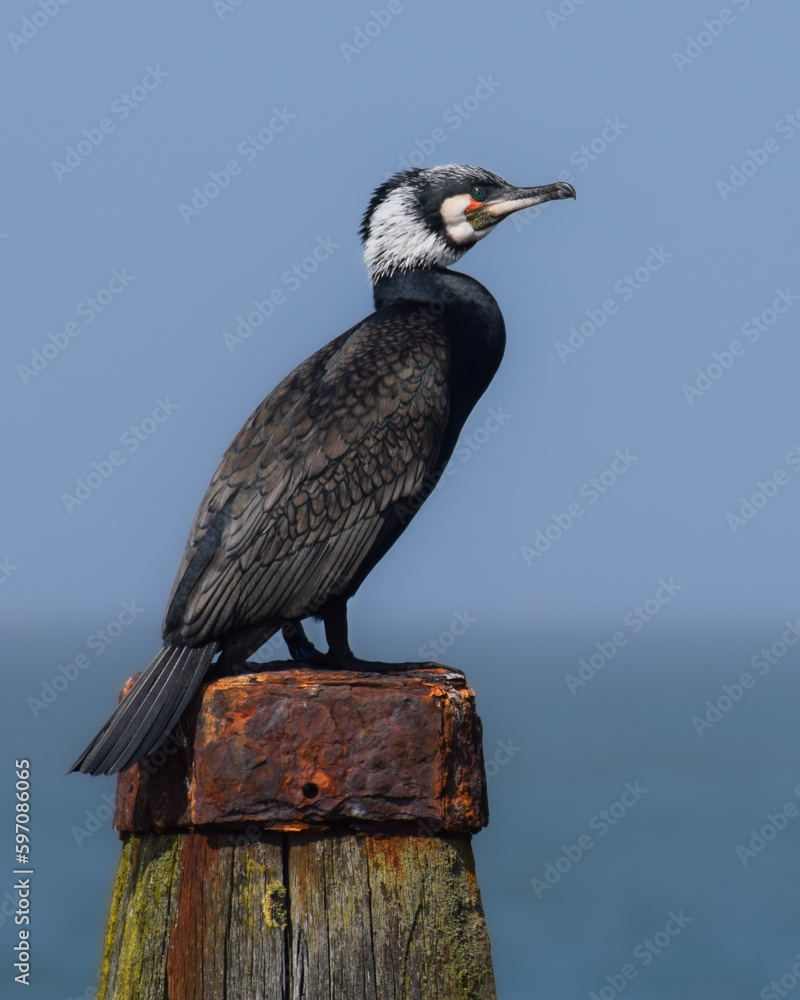Fototapeta premium Cormorant at the seaside in the Netherlands