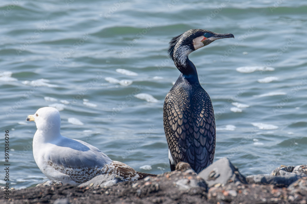 Fototapeta premium Cormorant at the seaside in the Netherlands