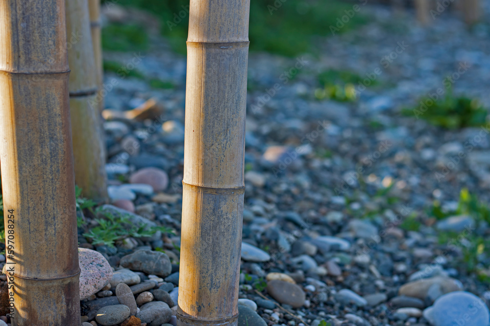 The bases of bamboo trunks against the background of stony soil The bases of bamboo trunks against the background of stony soil