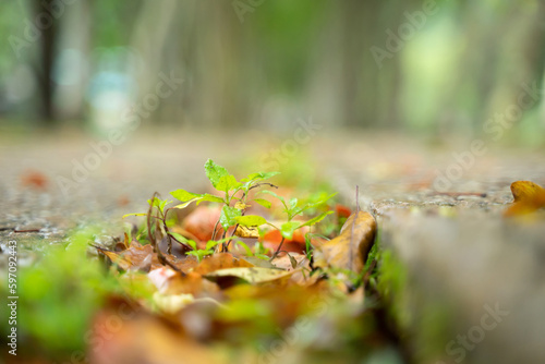 A small tree with leaves around it grows in the crevice of the rock. bokeh background