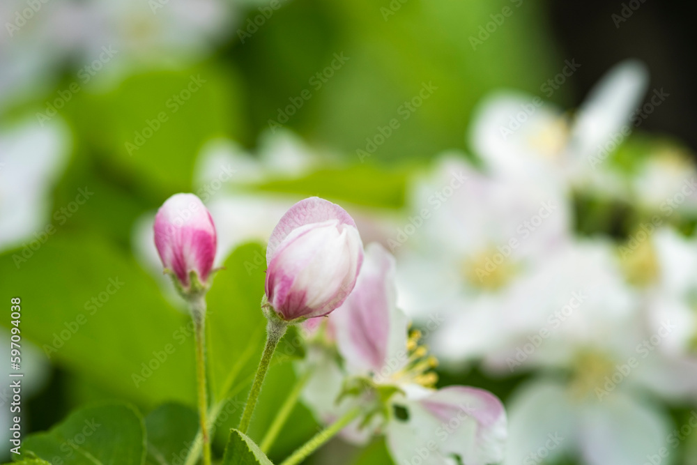 A flower bud on an apple tree, The arrival of spring in the apple orchard, buds bloom. A flower bud on an apple tree, The arrival of spring in the apple orchard, buds bloom.