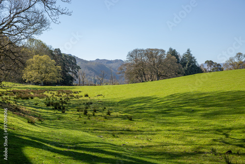 landscape with trees for wallpapers